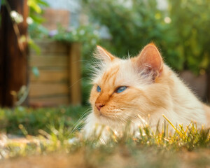 Flame-point birman cat relaxing in the grass in a garden