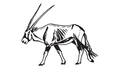 Graphical antelope walking on white background, vector illustration, savanna animal.
