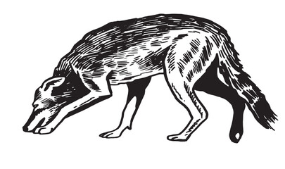 Graphical wolf hunting, vector illustration on white background. 