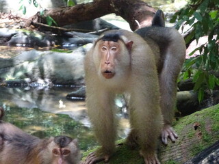 Macaque king 