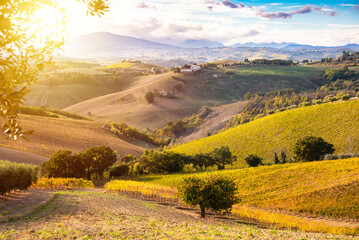 Agricultural land on hill with vineyard in autumn. Countryside landscape