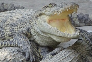 crocodile jaws 