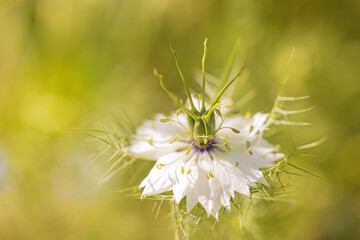 Detail in nature. Closeup view of Nigella damascena. Miss Jekyll White flower.  Horizontally. 