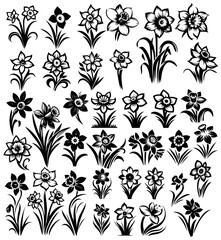 Stylised Daffodils Narcissus Single-Color Illustration Collection
