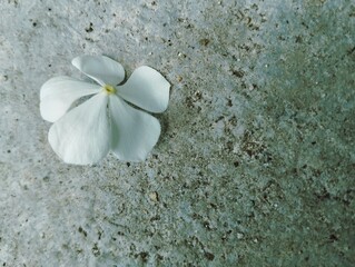 White Madagascar periwinkle flower on the floor