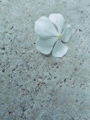 White Madagascar periwinkle flower on the floor 