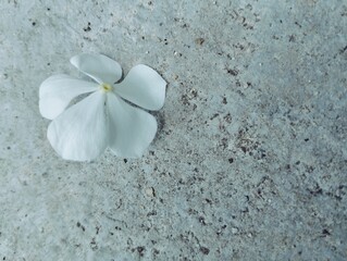 White Madagascar periwinkle flower on the floor 