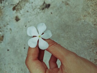 Hand holding a white Madagascar periwinkle flower