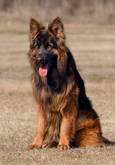 german shepherd dog on grass