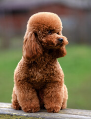 cavalier king charles