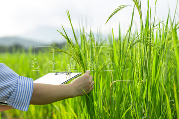 A person is holding a clipboard and looking at a field of rice. The clipboard has a list of chemicals and their corresponding numbers. The person is likely a scientist or farmer. smart farm.