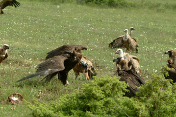 Vautour moine,.Aegypius monachus, Cinereous Vulture, Vautour fauve,.Gyps fulvus, Griffon Vulture, Parc naturel régional des grands causses 48, Lozere, France