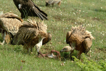 Vautour fauve,.Gyps fulvus, Griffon Vulture, Parc naturel régional des grands causses 48, Lozere, France