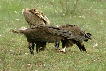 Vautour moine,.Aegypius monachus, Cinereous Vulture, Vautour fauve,.Gyps fulvus, Griffon Vulture, Parc naturel régional des grands causses 48, Lozere, France