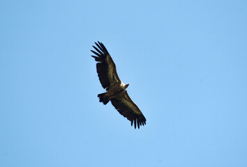 Vautour fauve,.Gyps fulvus, Griffon Vulture, Parc naturel r&eacute;gional des grands causses 48, Lozere, France