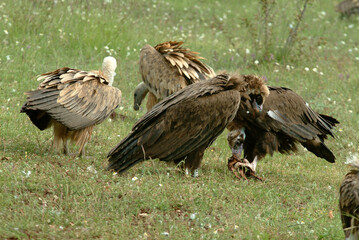 Vautour moine,.Aegypius monachus, Cinereous Vulture, Vautour fauve,.Gyps fulvus, Griffon Vulture, Parc naturel régional des grands causses 48, Lozere, France