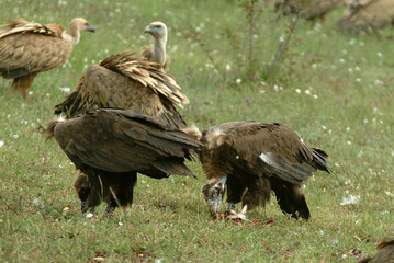 Vautour moine,.Aegypius monachus, Cinereous Vulture, Vautour fauve,.Gyps fulvus, Griffon Vulture, Parc naturel régional des grands causses 48, Lozere, France