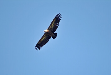 Vautour fauve,.Gyps fulvus, Griffon Vulture, Parc naturel régional des grands causses 48, Lozere, France