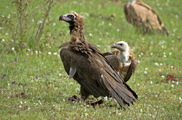 Vautour moine,.Aegypius monachus, Cinereous Vulture, Vautour fauve,.Gyps fulvus, Griffon Vulture, Parc naturel régional des grands causses 48, Lozere, France
