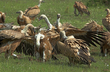 Vautour fauve,.Gyps fulvus, Griffon Vulture, Parc naturel régional des grands causses 48, Lozere, France