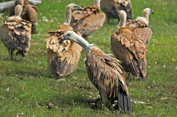 Vautour fauve,.Gyps fulvus, Griffon Vulture, Parc naturel régional des grands causses 48, Lozere, France