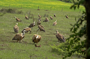 Vautour fauve,.Gyps fulvus, Griffon Vulture, Parc naturel régional des grands causses 48, Lozere, France