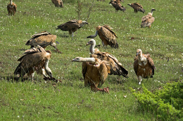 Vautour fauve,.Gyps fulvus, Griffon Vulture, Parc naturel régional des grands causses 48, Lozere, France