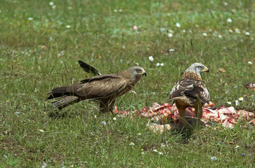 Milan royal,.Milvus milvus , Red Kite, Milan noir, .Milvus migrans, Black Kite