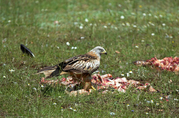 Milan royal,.Milvus milvus , Red Kite