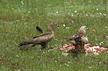 Milan royal,.Milvus milvus , Red Kite, Milan noir, .Milvus migrans, Black Kite