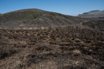 野焼きの後の草千里