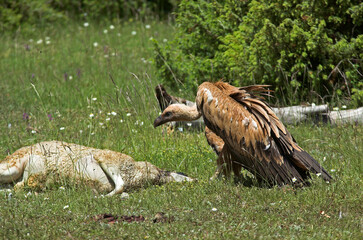 Vautour fauve,.Gyps fulvus, Griffon Vulture, Parc naturel régional des grands causses 48, Lozere, France