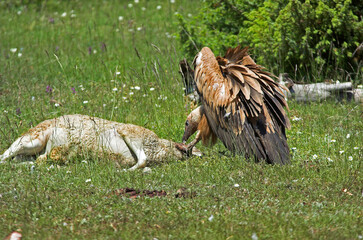 Vautour fauve,.Gyps fulvus, Griffon Vulture, Parc naturel régional des grands causses 48, Lozere, France