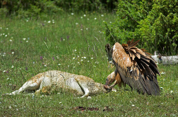 Vautour fauve,.Gyps fulvus, Griffon Vulture, Parc naturel régional des grands causses 48, Lozere, France