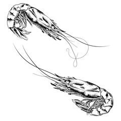 Large shrimp, drawn by graphic lines on a light background. Retro engraving for a menu of fish restaurants, for packaging in markets and in stores. Vector vintage illustration.