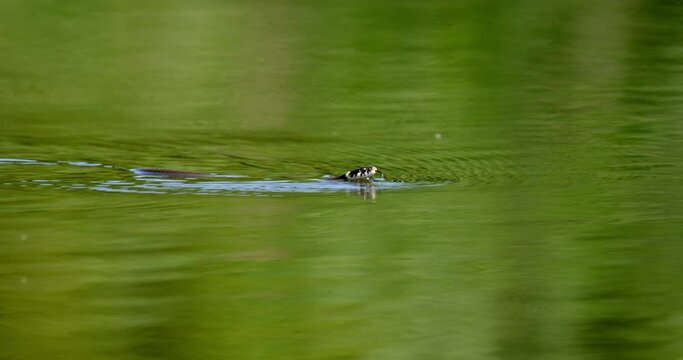 The grass snake is gliding on the water's surface