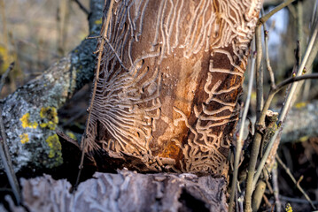 Old tree trunk without bark. Worm shaped paths on old trunk.