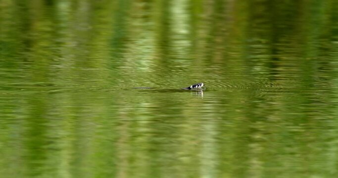 The grass snake is gliding on the water's surface