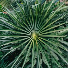 exotic tropical hawaiian summer palm