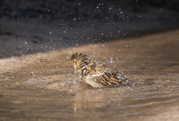 Badender weiblicher Weidensperling (Passer hispaniolensis) schüttelt sich mit vielen Wassertropfen...