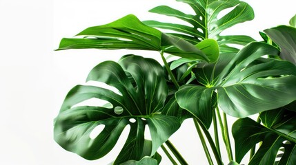 Lush green leaves. Generative AI