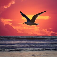 Fototapeta na wymiar seagull fly againts sunset background