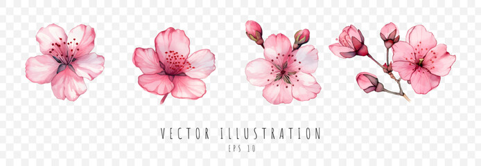 Set of sakura watercolor digital painting element isolated on white background, Vector illustration