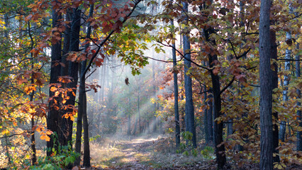 Rays of lights in autumn woods