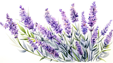 Watercolor Painting of Lavender Flowers in Bloom