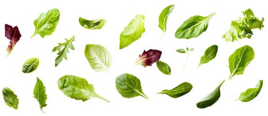 Various green salad leaves isolated on white background top view