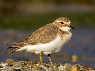 Double-banded Plover in NSW Australia