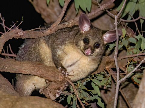Brush-tailed Possum in NSW Australia