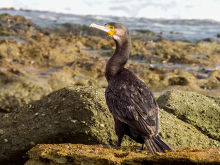 Great Cormorant in NSW Australia