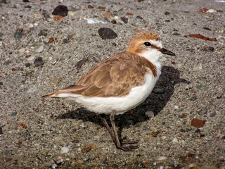 Red-capped Plover in NSW Australia